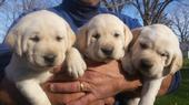 2015 Fall Armloadof Puppies 11-14-15